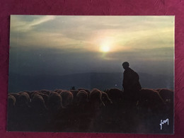 Delcampe - COULEURS ET LUMIERE DE FRANCE CREPUSCULE SUR LE TROUPEAU MOUTONS BERGER - Bauern