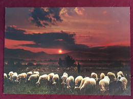 Delcampe - QUIETUDE PASTORALE BERGER MOUTONS - Bauern