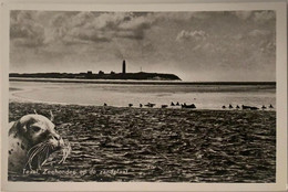 #253 - Texel, Zeehonden Op De Zandplaat No. 37, 1955 - Texel