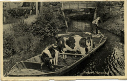 Nederland, GIETHOORN, Veevervoer, Koeien In Een Boot (1930s) Ansichtkaart - Giethoorn