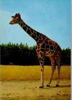 4802 - Motiv - Gänserndorf , Auto Safari Austria , Giraffe - Nicht Gelaufen - Girafes