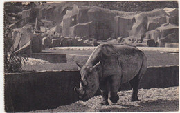 PARC ZOOLOGIQUE DU BOIS DE VINCENNES PARIS / Le Rhinocéros D'Afrique - 1937 - Rhinozeros