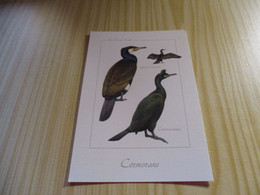 Les Oiseaux De Mer - Cormorans. - Birds