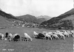 SPLÜGEN → Weidende Schafherde Vor Splügen Anno 1956 - Splügen