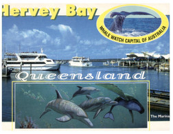 (GG 5 ) Australia - QLD - Hervey Bay Wth Dolphin - Dauphins