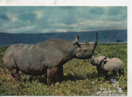 Cpa.animaux.Rhinoceros.mère Et Son Petit. - Neushoorn