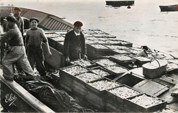 COTE BASQUE - Rentrée De Pêche, Débarquement Des Caisses De Sardines. - Pêche