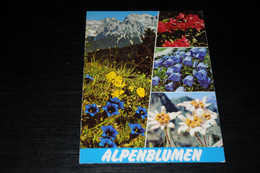27708-            ALPENFLORA / BLUMEN  FLOWERS - Blumen