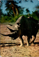 African Fauna The Rhinocerus - Neushoorn