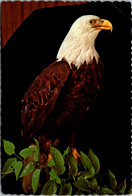 Ohio Dayton Museum Of Natural History American Bald Eagle - Dayton