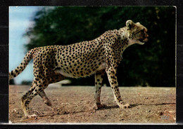 296W * UGANDA * PARAA LODGE * CHEETAH **!! - Ouganda