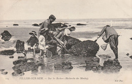 (SV3) CALVADOS , VILLERS SUR MER, à La Recherche De Moules  Sur Les Rochers - Villers Sur Mer