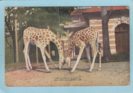 NEW  YORK  ZOOLOGICAL  PARK  -  GIRAFFES  FEEDING   - - Parcs & Jardins