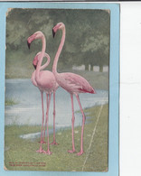 NEW  YORK  ZOOLOGICAL  PARK  -  EUROPEAN  FLAMINGO  -  ( TRACE PLIURE - EN L ' ETAT )   - - Parques & Jardines