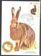 Poland 1986 Animals - Hare - Mi.3023  Maximum Card - Tarjetas Máxima