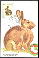 Poland 1986 Animals - Wild Rabbit - Mi.3023  Maximum Card - Cartes Maximum