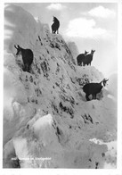 Gemesen Im Säntisgebiet Säntis    (10 X 15 Cm) - Andere & Zonder Classificatie