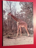 GIRAFFE - Girafes