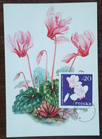 Pologne - CM 1964 - YT N°1394 - Flore / Fleurs / Cyclamens De Perse - Tarjetas Máxima