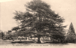 Rennes * Le Jardin Des Plantes * Le Grand Cèdre * Arbre - Rennes