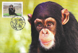 CARTE MAXIMUM - MAXICARD - MAXIMUM KARTE - MAXIMUM CARD - BRÉSIL / BRAZIL - 2007 - FAUNE - CHIMPANZEE (Pan Troglodytes) - Chimpancés