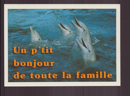 UN P TIT BONJOUR DE TOUTE LA FAMILLE - Dauphins