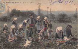 29-PLOUGASTEL-DAOULAS- CUEILLETTE DES FRAISES - Plougastel-Daoulas