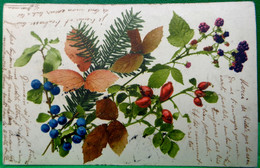 Cpa  BOUQUET DE BAIES SAUVAGES . MÛRES  WILD BERRY BRANCHES . BLACKBERRIES EARLY PC - Plantes Médicinales