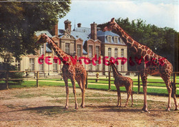 78-  THOIRY - CHATEAU - GIRAFE RETICULEE ET SON PETIT NE A THOIRY - Thoiry