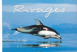 QL - Lote 4  Cartes - DOLPHINS - "Rivages" ( 17x12)  - Neuf - Dauphins