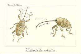 *  Insectes De France - Balanin Des Noisettes - Insectos