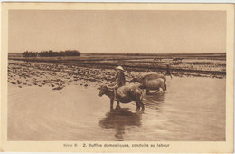 Carte Postale TONKIN (Buffles) - Cultures