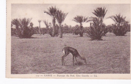 Gabès, Une Gazelle Dans Le Grand Sud, Tunisie - Tunesien