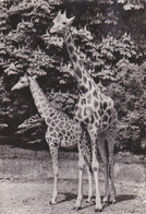 PARC ZOOLOGIQUE PARIS GIRAFES REF 69587 - Girafes