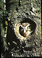 Hibou   T  Chouette  OWL  1960 - Vogels