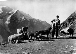 Chamonix * Le Plateau De Planpraz - Chamonix-Mont-Blanc