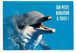 Thème - Animaux - Dauphin - Petit Bonjour à Tous - Dauphins