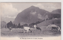 Vallée De La Jogne, Vaches Au Pâturage Entre Charmey Et Broc - Broc