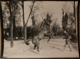 Hippisme - Photo Ancienne - Dressage D’un Cheval - équitation Haras Dresseur Pur Sang - Horse Show