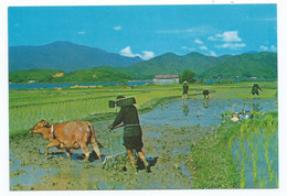 PLOUGHING AND PLANTING N.T. .- HONG KONG ( CHINA ) - Chine (Hong Kong)