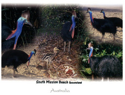 (HH 1) Australia - QLD - South Mission Beach / Cassowaries Birds - Far North Queensland