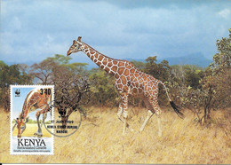 CARTE MAXIMUM  - MAXIMUM KARTE - MAXICARD - MAXIMUM CARD - KENYA - FAUNE - GIRAFE - (Giraffa Camelopardalis Reticulata) - Giraffes