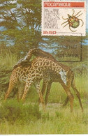 Mozambique & Maximum Card, Fighting Giraffes, Camelopardalis, Massingir 1983 (61699) - Girafes