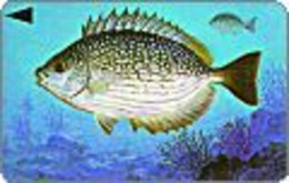 BAHREIN : BHN068A 25 Streaked Rabbitfish Slashe USED - Bahreïn