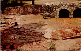 Tennessee CHattanooga Lookout Mountain White Fallow Deer In Rock City Gardens - Chattanooga