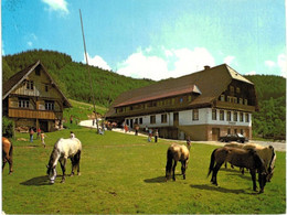 Allemagne - Bad Rippoldsau Schapbach - DJK  Bonifazhof - Bad Rippoldsau - Schapbach