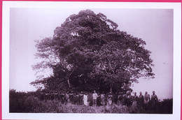 8586 -Afrique OrientaleAllemande - Groupe Dans La Forêt De Magila  - Négatif Sur Plaque De Verre - Glasdias