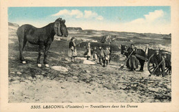 Lesconil * Travailleurs Dans Les Dunes * Ramassage Du Goëmon * Goëmoniers * Cheval De Trait - Lesconil