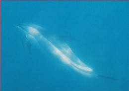 GROENLAND AARLUARSUK LAGENORHYNCHUS ACUTUS HVIDSKAEVING ATLANTIC WHITE SIDEDDOLPHIN   POST KALAALLIT ALLAKKERIVIAT - Greenland