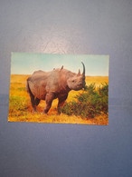 ANIMALI-RINOCERONTE NERO-FG- - Rhinozeros